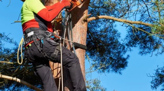 Faites appel à un arboriculteur