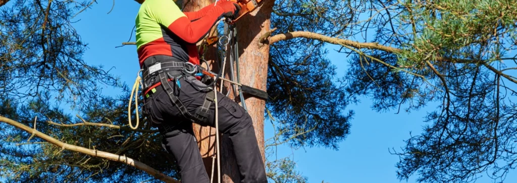 Faites appel à un arboriculteur